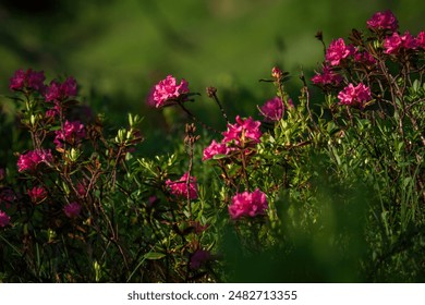 959开奖结果最新公布，速来查看中奖详情！