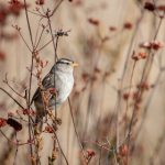 皇城赌博风云录赌坊背后的权势与人心变迁 6mtvf2h5