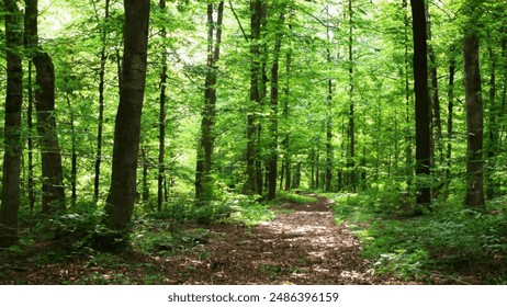 皇室平台与传统社交媒体的区别与优势分析