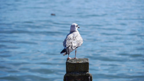 954567期开奖结果震撼揭晓,幸运号码花落谁家?