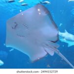 NBA精彩赛事直播,与您共享篮球激情时刻 1sff336