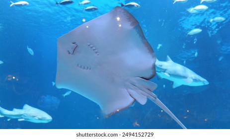 NBA精彩赛事直播，与您共享篮球激情时刻